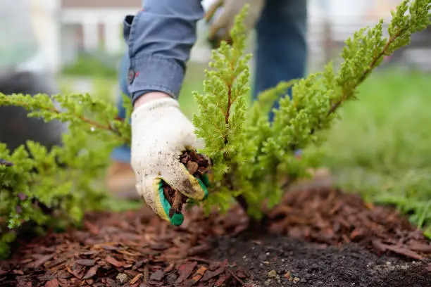 Affordable Mulching in Fort Lauderdale, FL