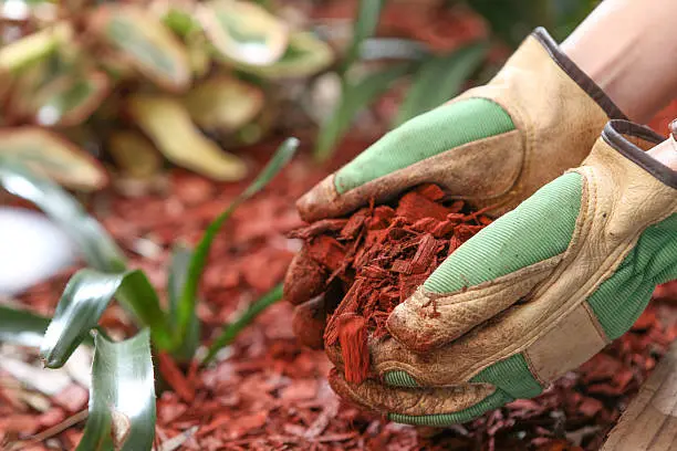 Mulching Fort Lauderdale, FL