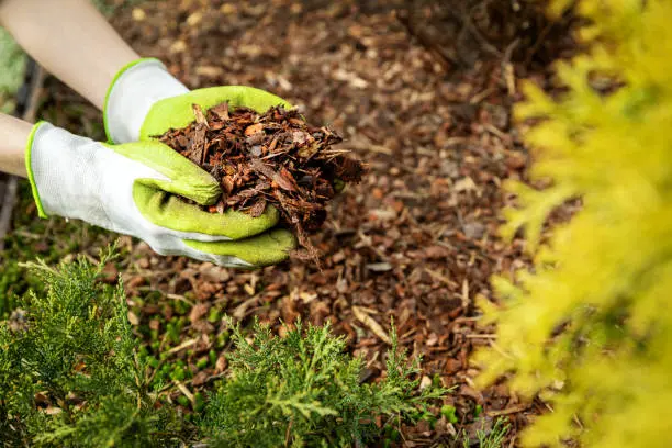 Mulching and Fertilization