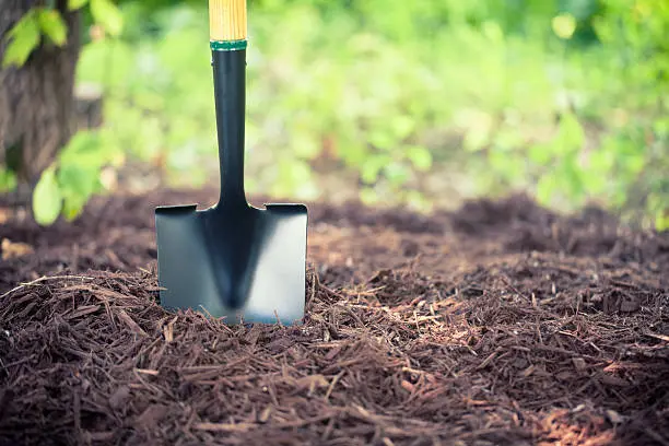 Mulching in Fort Lauderdale, FL